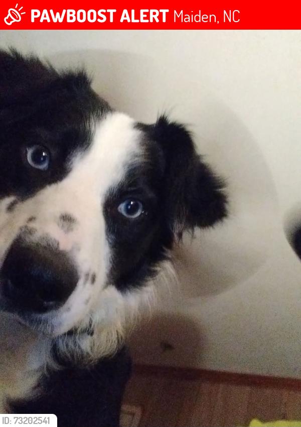 Lost Female Dog last seen Tuttle school elementary, Maiden, NC 28650