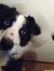 Lost Female Dog last seen Tuttle school elementary, Maiden, NC 28650