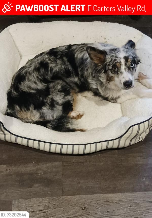 Lost Female Dog last seen Between henard metal and walnut Grove church on e carters valley rd gate city, E Carters Valley Rd,  37660