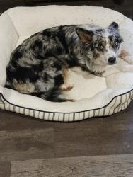Lost Female Dog last seen Between henard metal and walnut Grove church on e carters valley rd gate city, E Carters Valley Rd,  37660