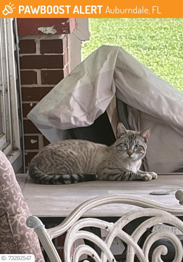 Found/Stray Male Cat last seen Old Berkley Rd, Auburndale, FL 33823