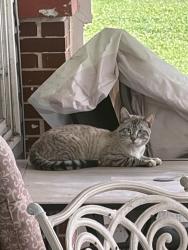 Found/Stray Male Cat last seen Old Berkley Rd, Auburndale, FL 33823