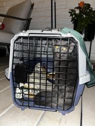 Reunited Male Cat last seen Swanboro Elementary, Richmond, VA 23224