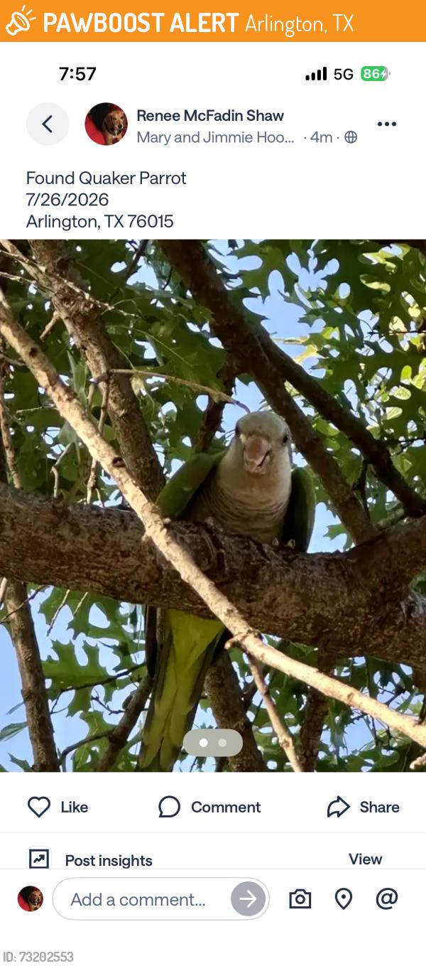 Found/Stray Unknown Bird last seen Arlington Texas 76015, Arlington, TX 76012