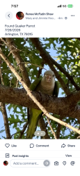 Found/Stray Unknown Bird last seen Arlington Texas 76015, Arlington, TX 76012