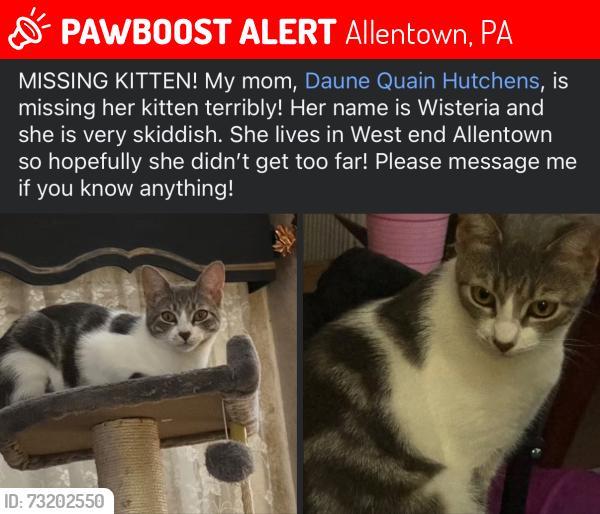 Lost Female Cat last seen Near the Allentown Fairgrounds in the west end, Allentown, PA 18101