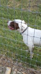 Found/Stray Male Dog last seen Rocky Ridge ests, Weatherford, TX 76085