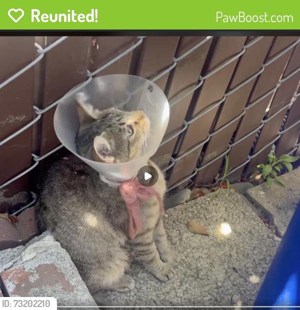 Reunited Female Cat last seen Corner of Pacific and Williams, San Leandro, CA 94577