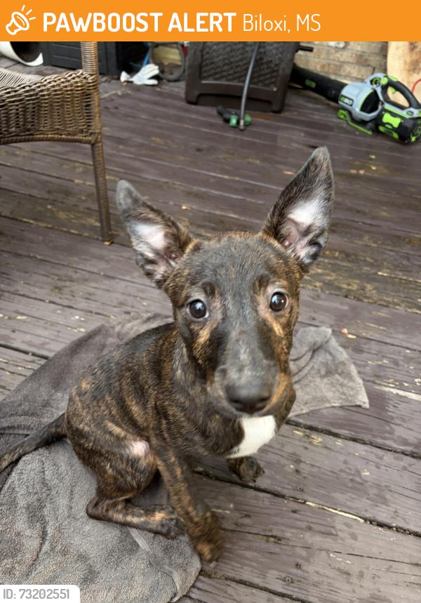 Found/Stray Female Dog last seen Tucker rd Biloxi Ms, Biloxi, MS 39532