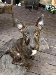 Found/Stray Female Dog last seen Tucker rd Biloxi Ms, Biloxi, MS 39532