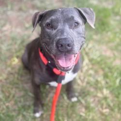 Shelter Stray Male Dog last seen , Animal Care & Control Team of Philly, 111 W Hunting Park Ave, Philadelphia, PA 19140, USA