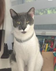 Reunited Female Cat last seen Near SW 47th St, Miami, FL 33165, USA, Miami, FL 33165
