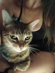 Reunited Female Cat last seen Copenhagen, Fayetteville, NC 28301