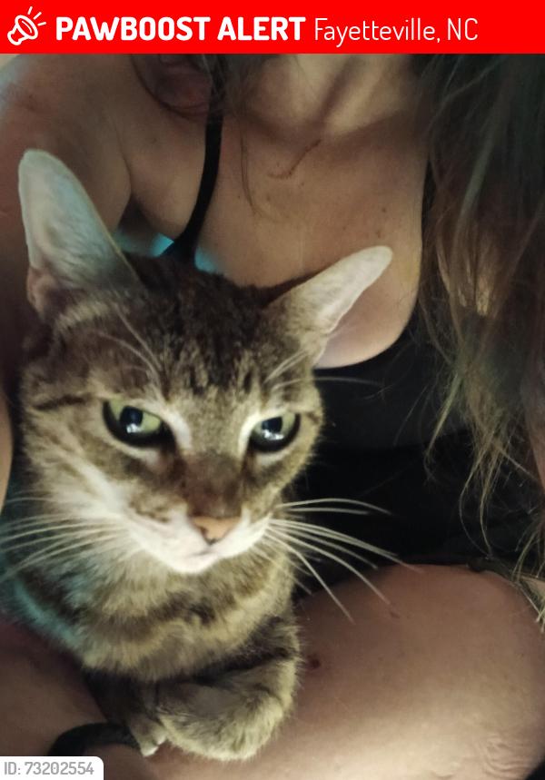 Lost Female Cat last seen Copenhagen, Fayetteville, NC 28301