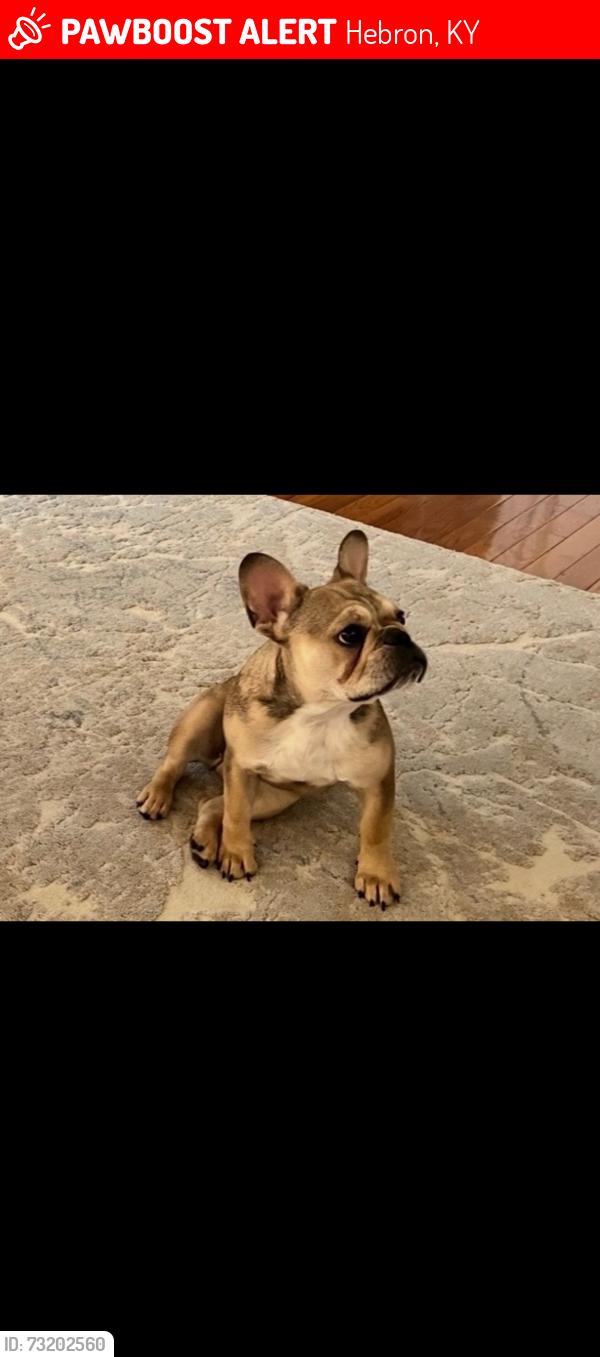 Lost Female Dog last seen Treetop subdivision, Hebron, KY 41048