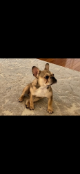 Lost Female Dog last seen Treetop subdivision, Hebron, KY 41048