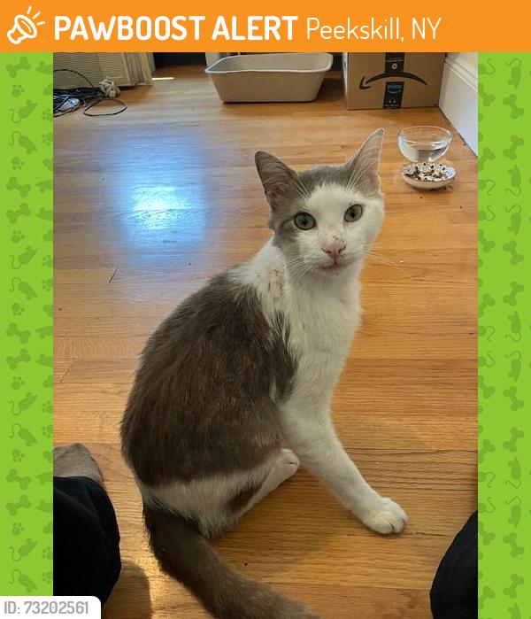 Found/Stray Male Cat last seen Ridge and Shenandoah, Peekskill, Peekskill, NY 10566
