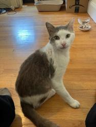 Found/Stray Male Cat last seen Ridge and Shenandoah, Peekskill, Peekskill, NY 10566