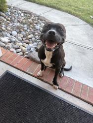 Found/Stray Male Dog last seen Colton Ridge Neighborhood in Indian Trail, NC, Indian Trail, NC 28079