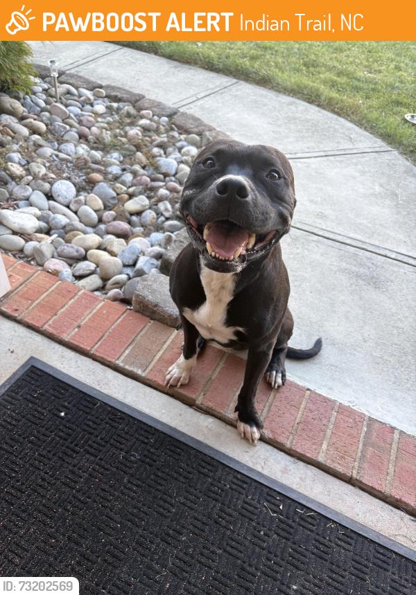 Found/Stray Male Dog last seen Colton Ridge Neighborhood in Indian Trail, NC, Indian Trail, NC 28079