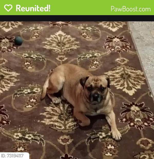 Reunited Male Dog last seen W Green Acres and S. Memorial Dr, Homosassa Springs, FL 34446