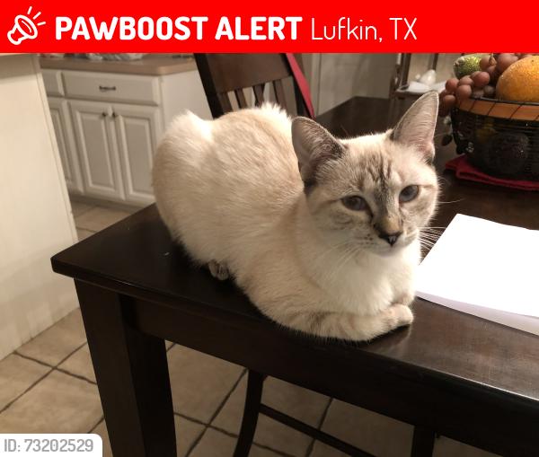 Lost Female Cat last seen Old Union Road in Hudson, Lufkin, TX 75904