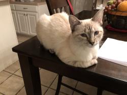 Lost Female Cat last seen Old Union Road in Hudson, Lufkin, TX 75904