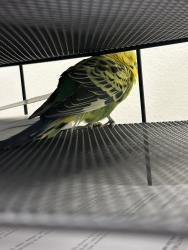 Found/Stray Unknown Bird last seen Near W 8040 S, West Jordan, UT 84088