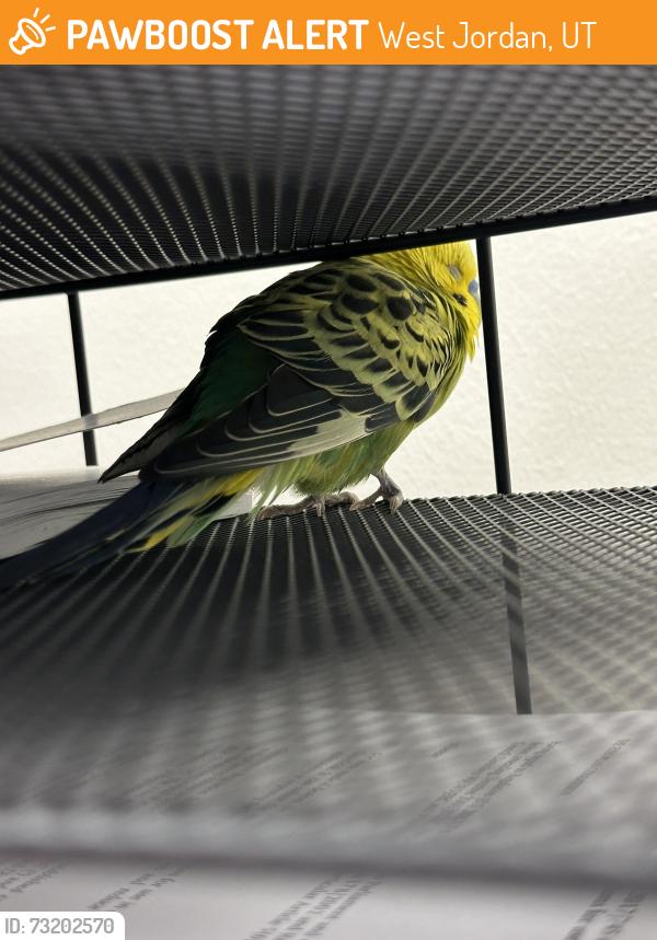 Found/Stray Unknown Bird last seen Near W 8040 S, West Jordan, UT 84088