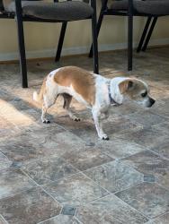 Found/Stray Female Dog last seen Barnes and Beal Ave, Lansing, MI 48910