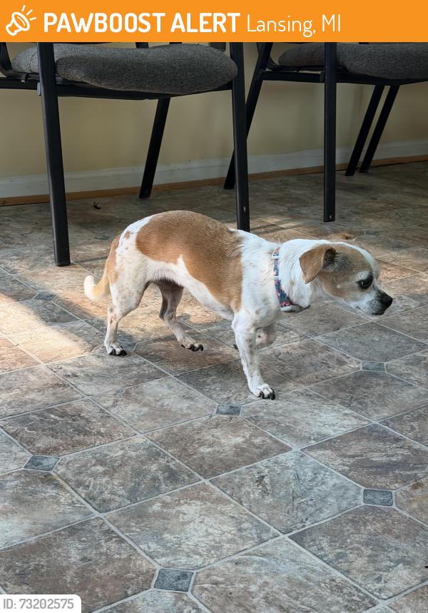 Found/Stray Female Dog last seen Barnes and Beal Ave, Lansing, MI 48910