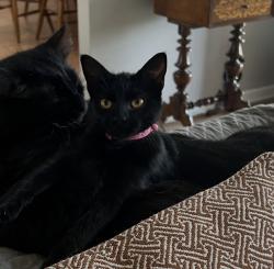 Lost Female Cat last seen Cedar Chase and Oaklawn Dr, West Memphis, AR 72301