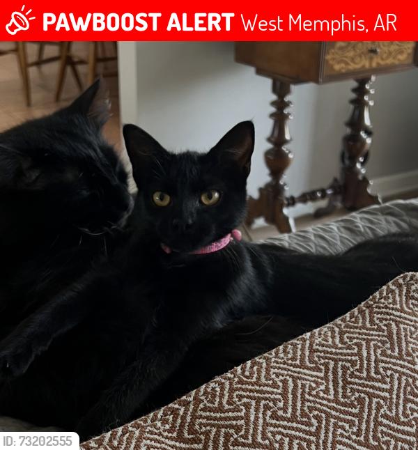 Lost Female Cat last seen Cedar Chase and Oaklawn Dr, West Memphis, AR 72301