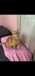 Lost Female Cat last seen Independence highway, Inverness, FL 34453