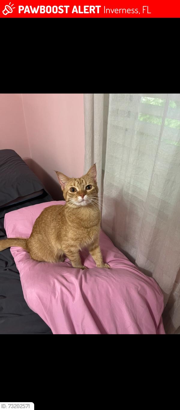 Lost Female Cat last seen Independence highway, Inverness, FL 34453
