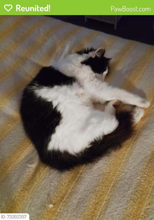 Reunited Male Cat last seen Glendene Avenue, Bramhall, England SK7 1BN