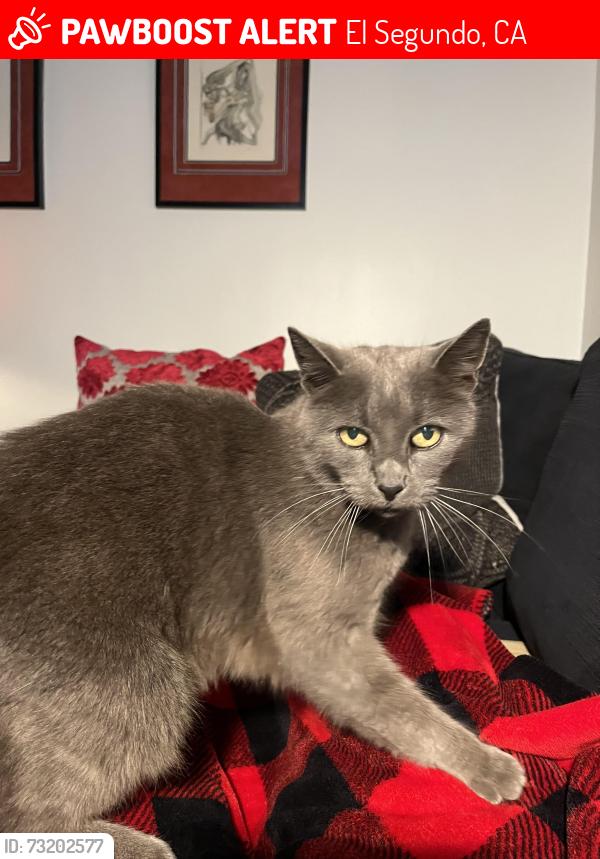 Lost Female Cat last seen Main street, El Segundo, CA 90245
