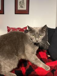 Lost Female Cat last seen Main street, El Segundo, CA 90245
