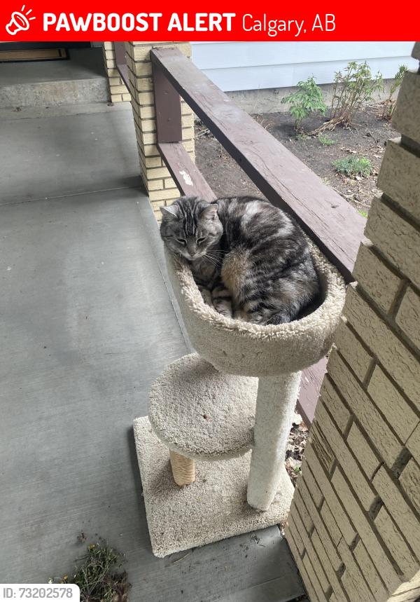 Lost Female Cat last seen Willow Park, Calgary, AB T2J