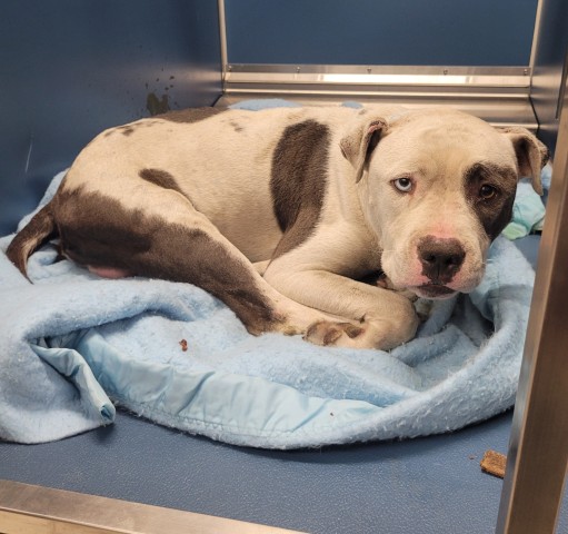 Shelter Stray Male Dog last seen Near BLOCK CONCORD ST, DETROIT, MI 48234, 7401 Chrysler Dr, Detroit, MI 48211, USA
