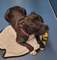 Shelter Stray Female Dog last seen Near BLOCK CARRIE ST, DETROIT, MI 48234, 7401 Chrysler Dr, Detroit, MI 48211, USA