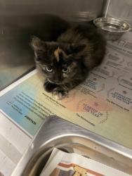Shelter Stray Female Cat last seen , 14409 Vanowen St, Van Nuys, CA 91405, USA