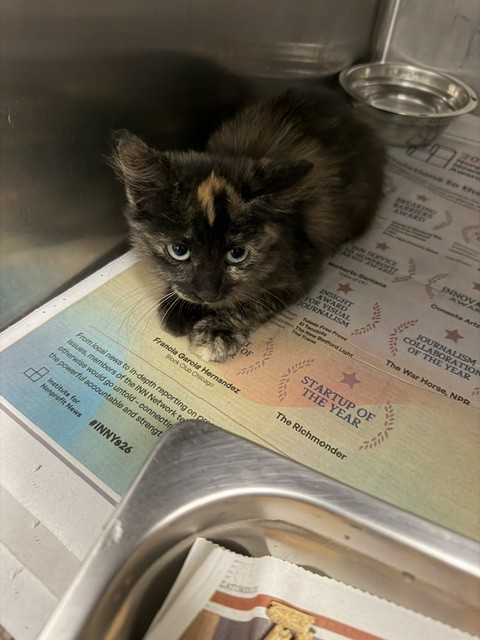 Shelter Stray Female Cat last seen , 14409 Vanowen St, Van Nuys, CA 91405, USA