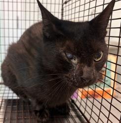 Shelter Stray Male Cat last seen W SEMINOLE AVE EUSTIS, 12280 County Rd 448, Tavares, FL 32778, USA