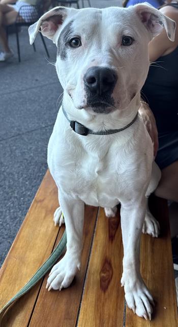 Shelter Stray Male Dog last seen CHARLOTTE, 8315 Byrum Dr, Charlotte, NC 28217, USA