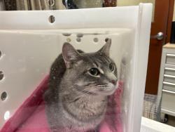 Shelter Stray Male Cat last seen Near BLOCK S 91ST ST, 3839 W Burnham St, West Milwaukee, WI 53215, USA
