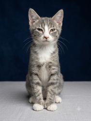 Shelter Stray Male Cat last seen Near BLOCK DERBY DRIVE, 2020 Forest St, Jacksonville, FL 32204, USA