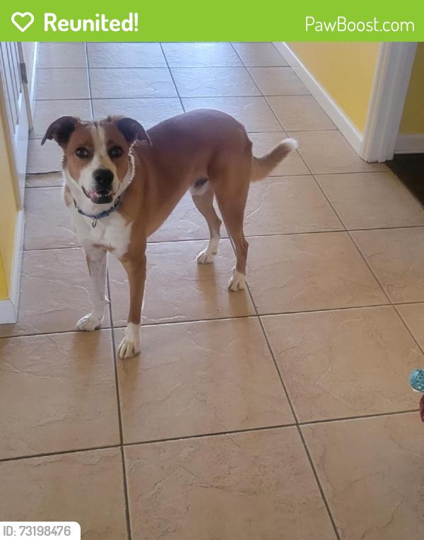 Reunited Male Dog last seen Near Quail Hollow St, Victorville, CA 92392, USA, Victorville, CA 92392