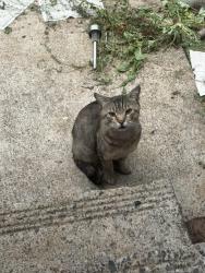 Found/Stray Male Cat last seen Between Bluff and 352 on Hauglum, Boring, OR 97009