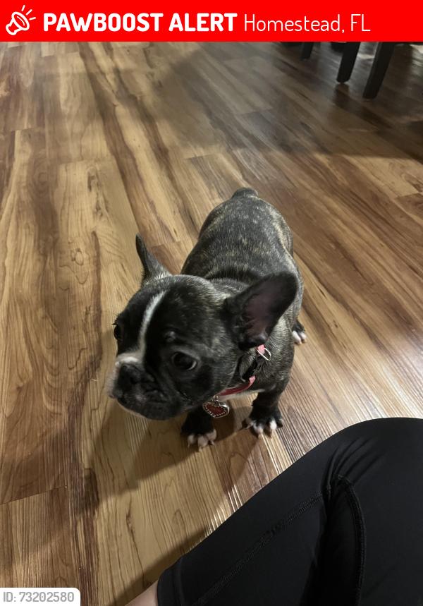 Lost Female Dog last seen Near sw 203rd Ave Miami Fl 33187, Homestead, FL 33031
